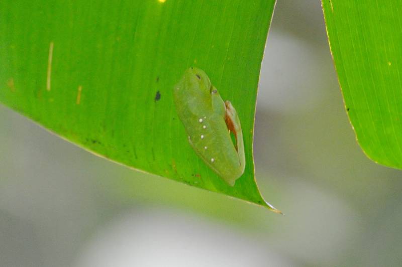 Manuel-Antonio-Nationalpark, 07.2011