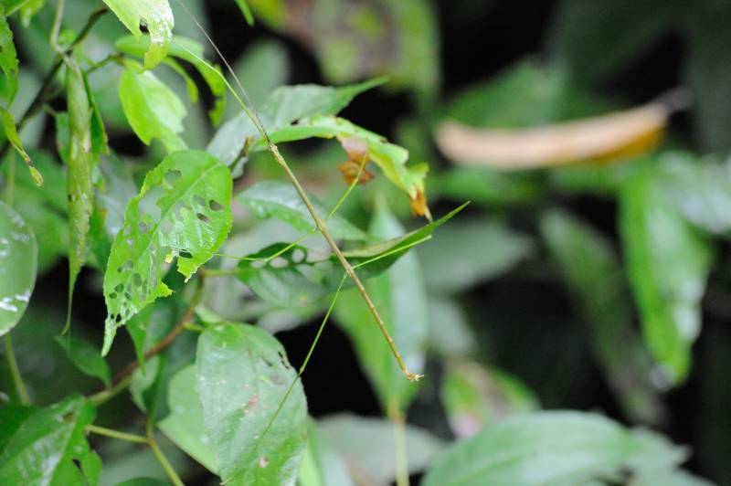 Manuel-Antonio-Nationalpark, 07.2011