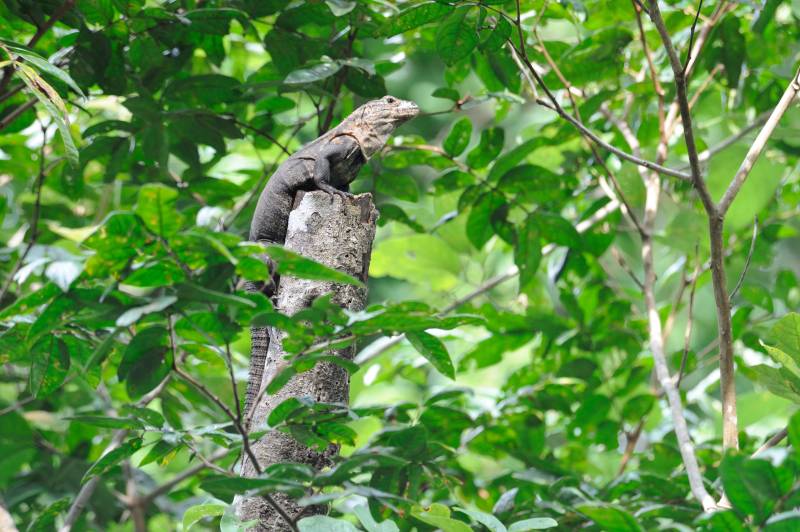 Manuel-Antonio-Nationalpark, 07.2011