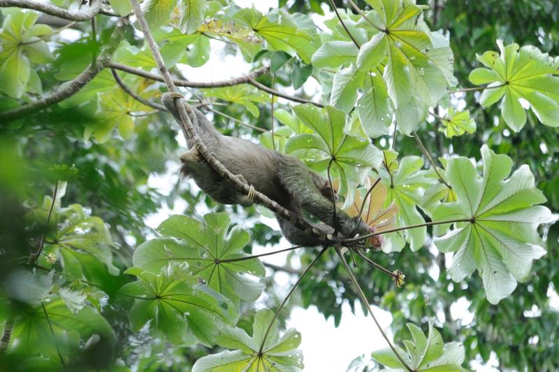 Manuel-Antonio-Nationalpark, 07.2011