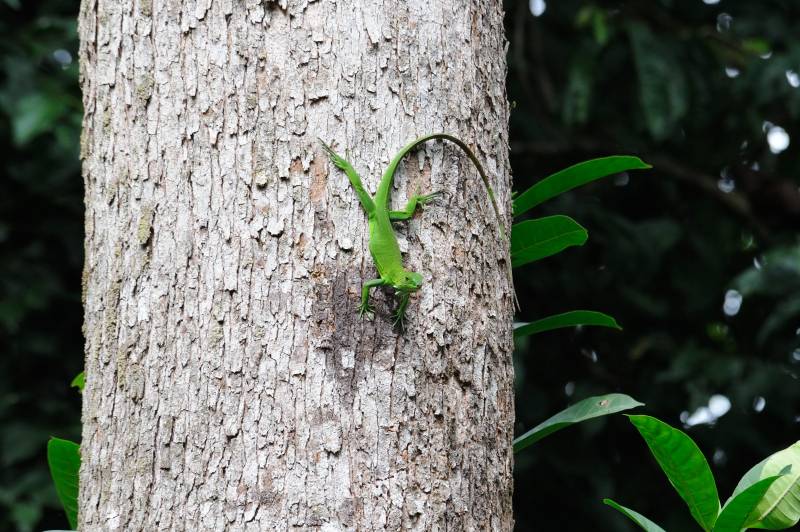Manuel-Antonio-Nationalpark, 07.2011