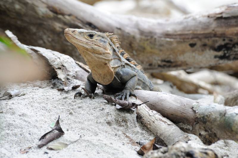 Manuel-Antonio-Nationalpark, 07.2011