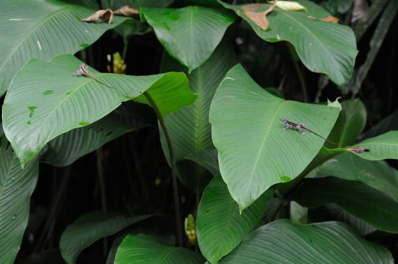 Manuel-Antonio-Nationalpark, 07.2011