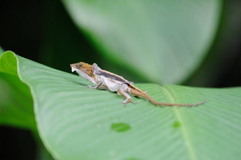 Manuel-Antonio-Nationalpark, 07.2011