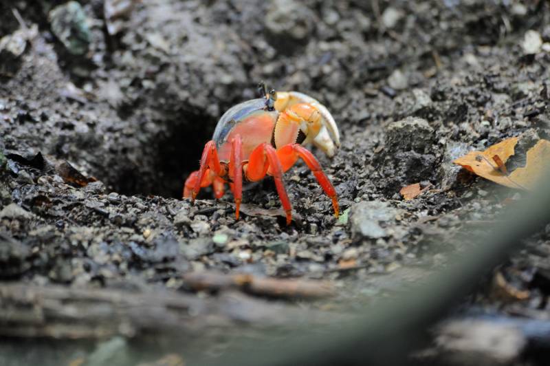 Manuel-Antonio-Nationalpark, 07.2011