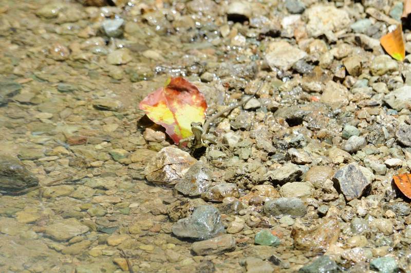 Manuel-Antonio-Nationalpark, 07.2011