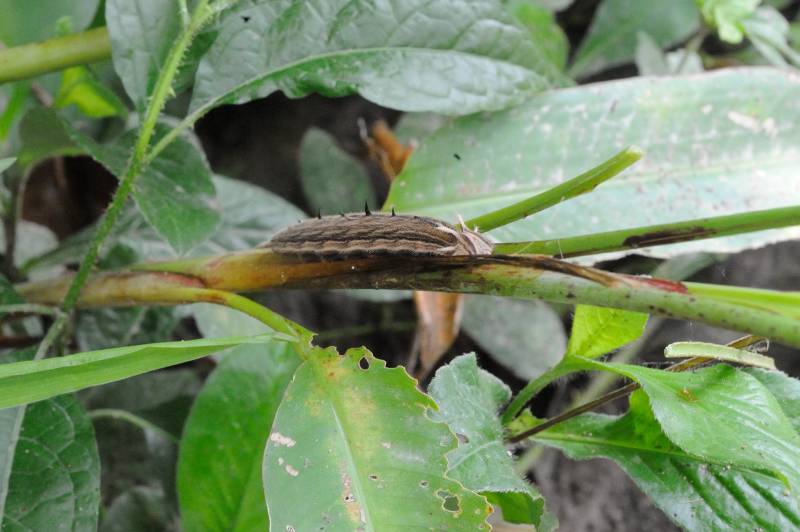 Manuel-Antonio-Nationalpark, 07.2011