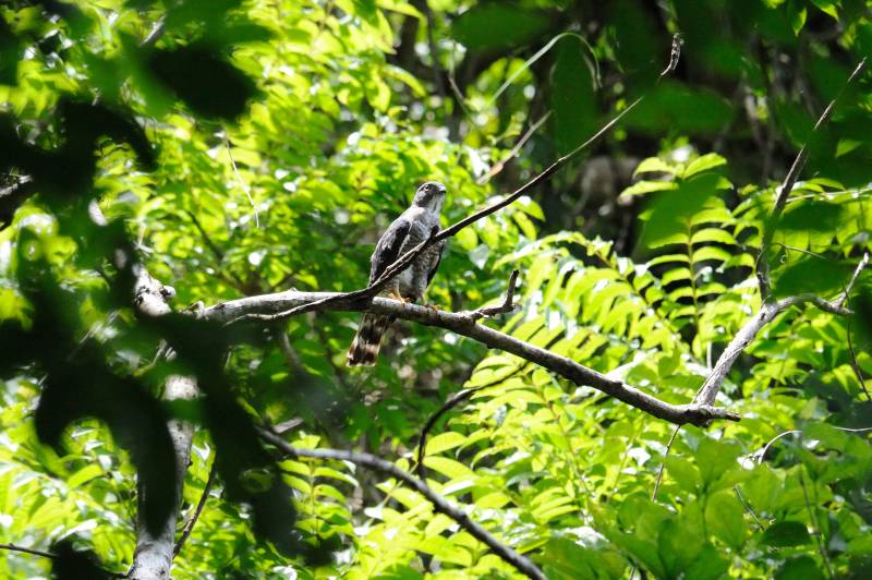 Manuel-Antonio-Nationalpark, 07.2011