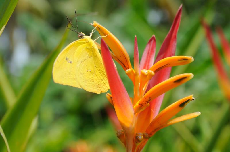 Manuel-Antonio-Nationalpark, 07.2011