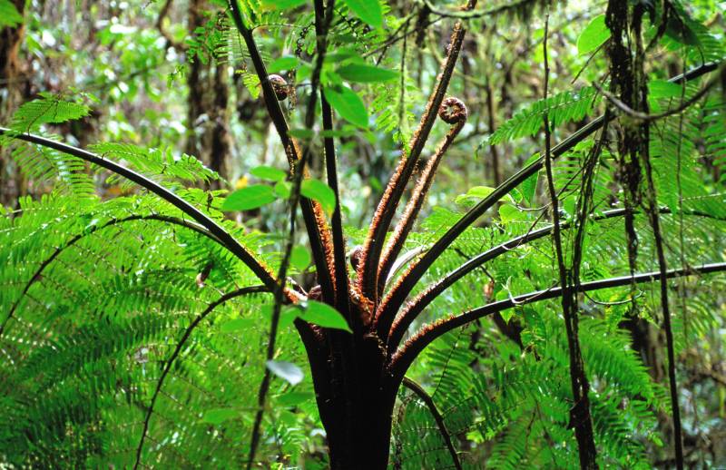 Pahuma, 09/2005