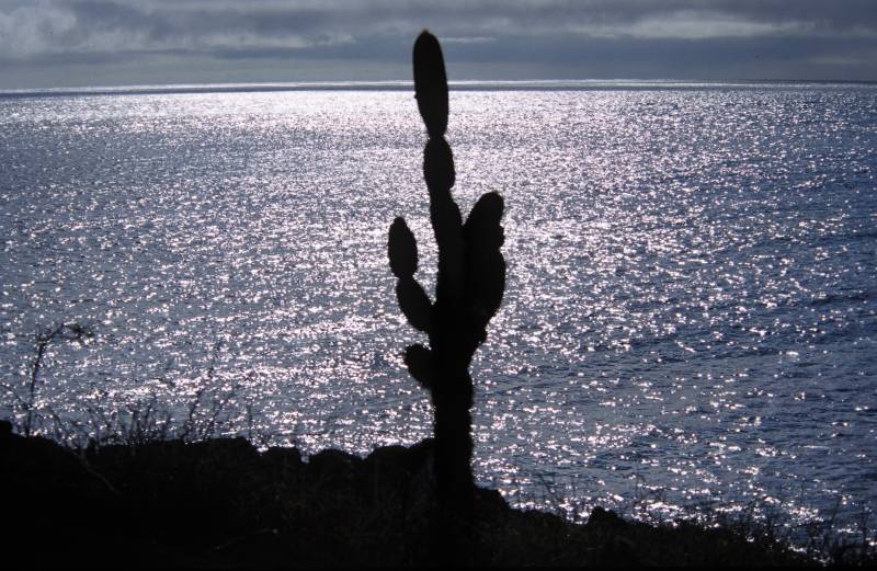 Florena