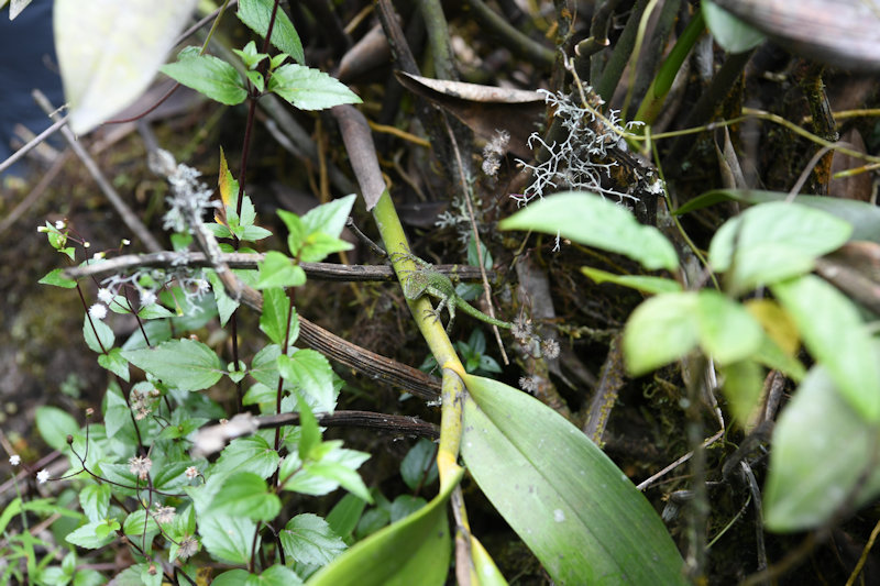 Reserva Orquideologica El Pahuma