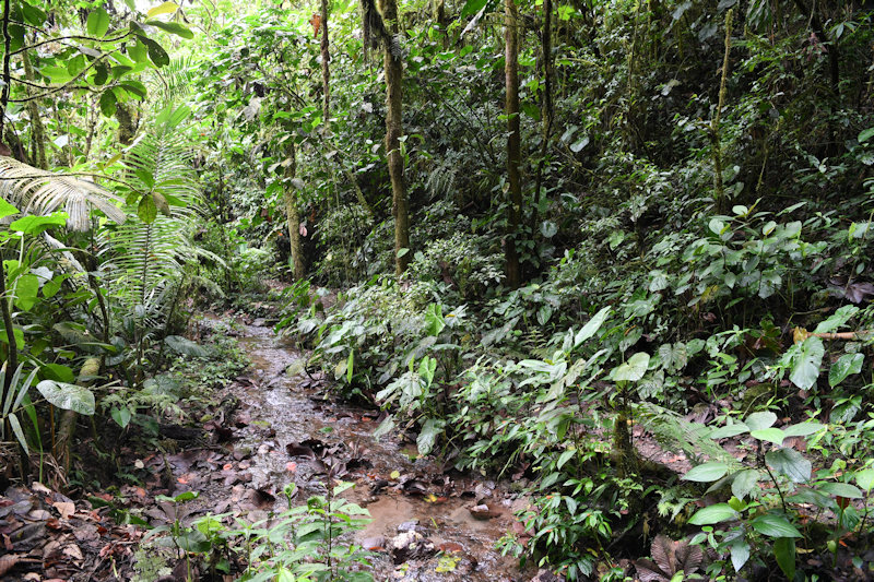 Reserva Orquideologica El Pahuma