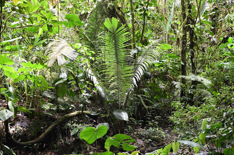 Reserva Orquideologica El Pahuma