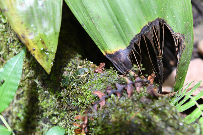Reserva Orquideologica El Pahuma