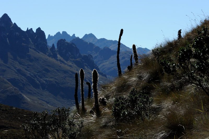 Parque Nacional Cajas Toreadora
