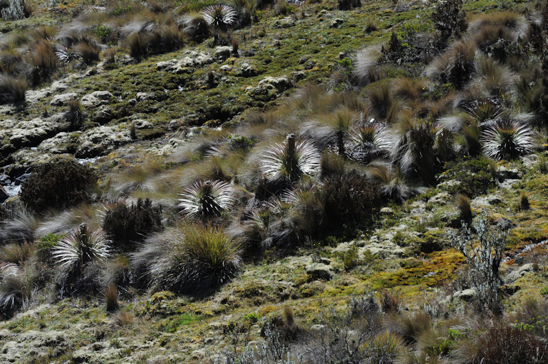 Parque Nacional Cajas Toreadora