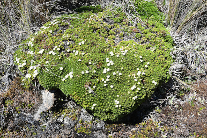 Parque Nacional Cajas Toreadora
