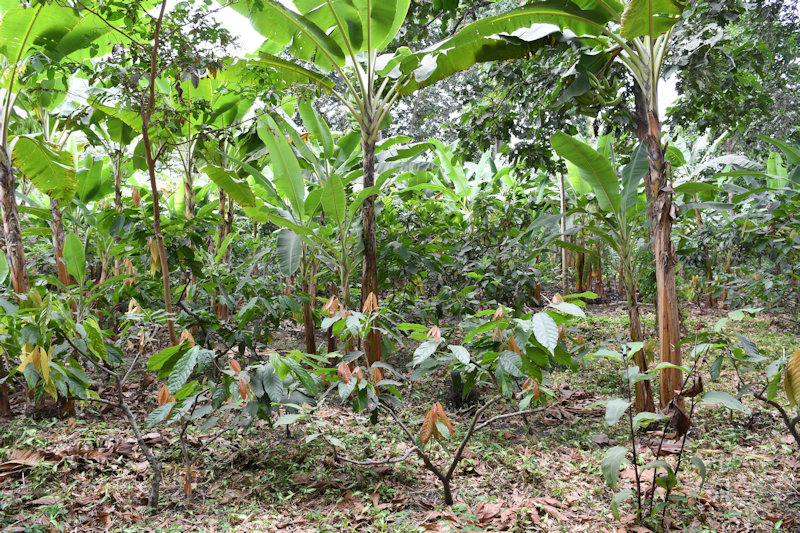 Sendero Plantacion