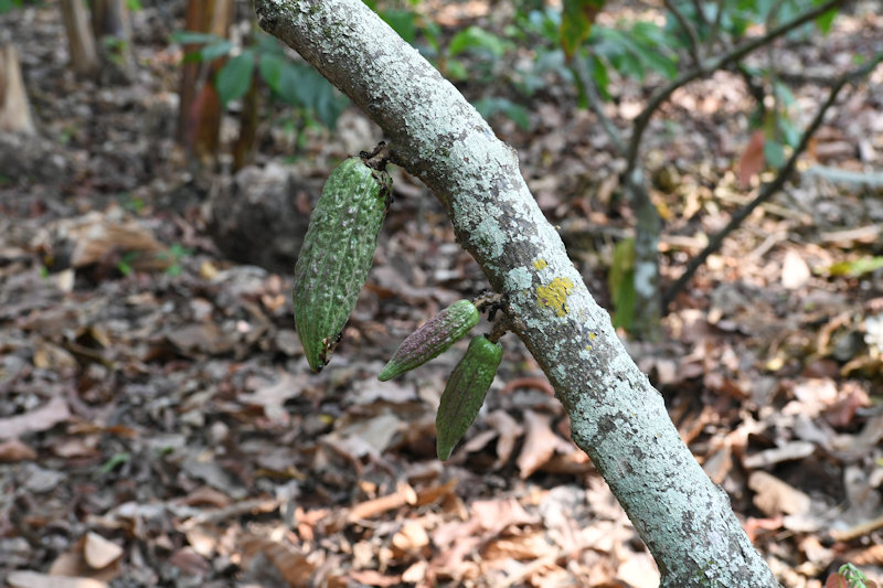 Sendero Plantacion