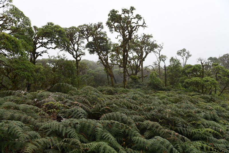 Los Gemelos, Santa Cruz