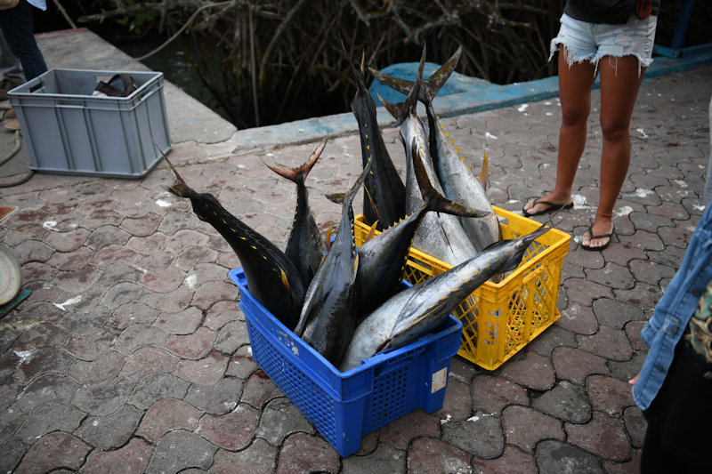 Puerto Ayora, Santa Cruz