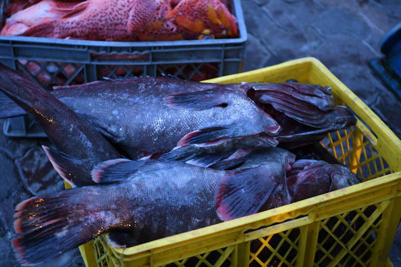 Puerto Ayora, Santa Cruz