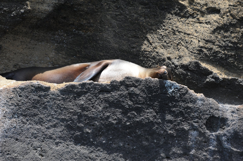 Bartolome