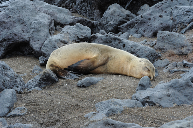 Florena