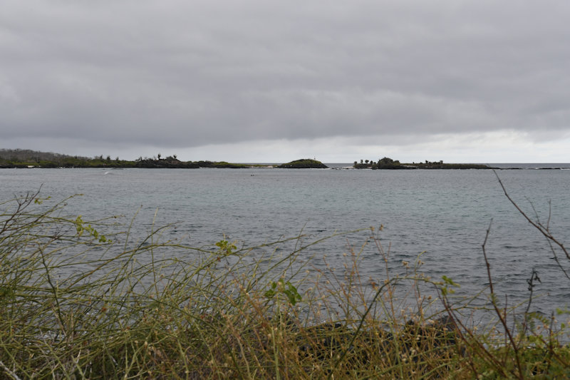 Florena