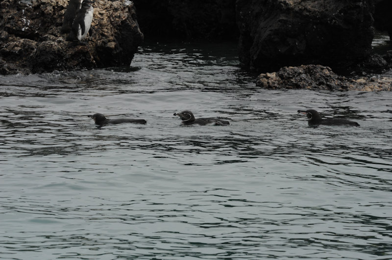Islote Tinturas, Isabela
