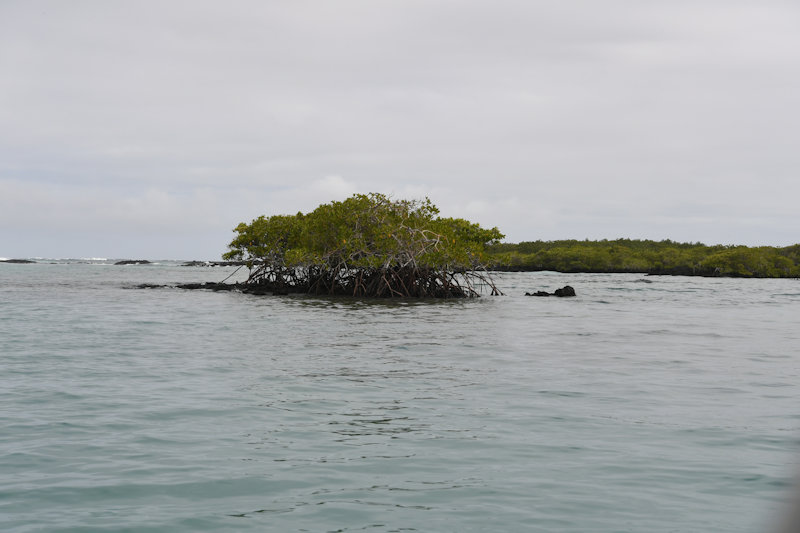Islote Tinturas, Isabela