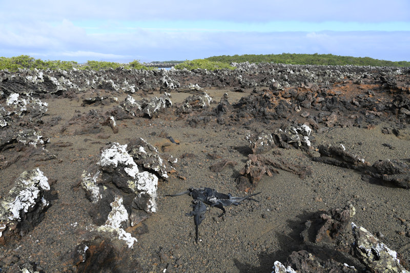 Islote Tinturas, Isabela