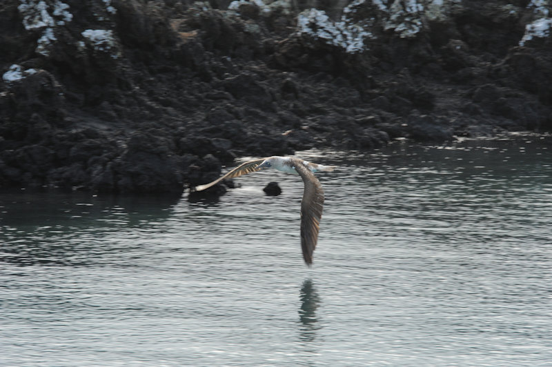 Islote Tinturas, Isabela