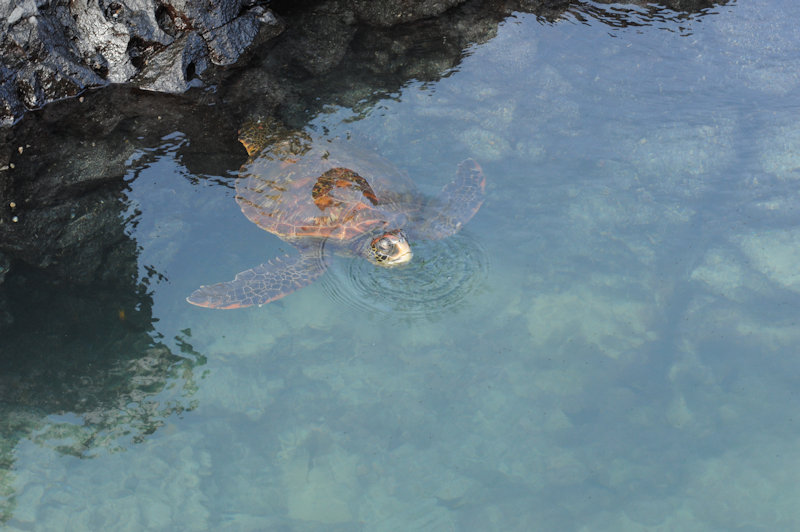 Islote Tinturas, Isabela