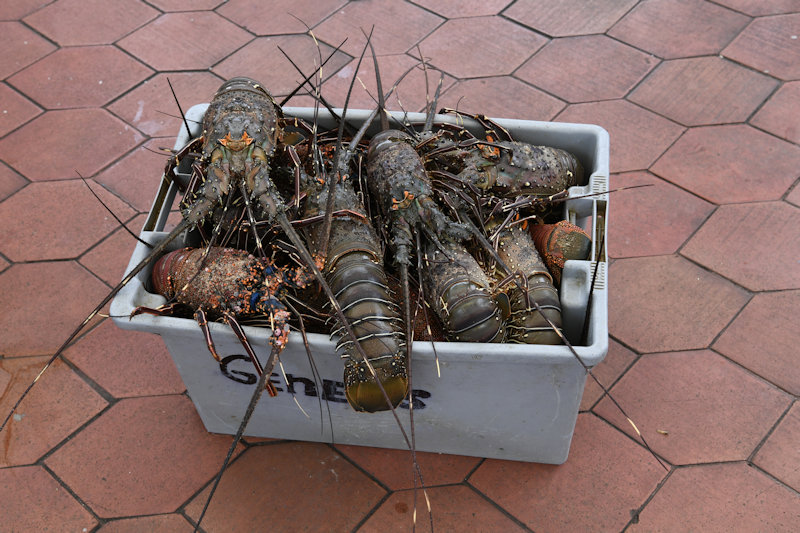 Puerto Ayora, Santa Cruz