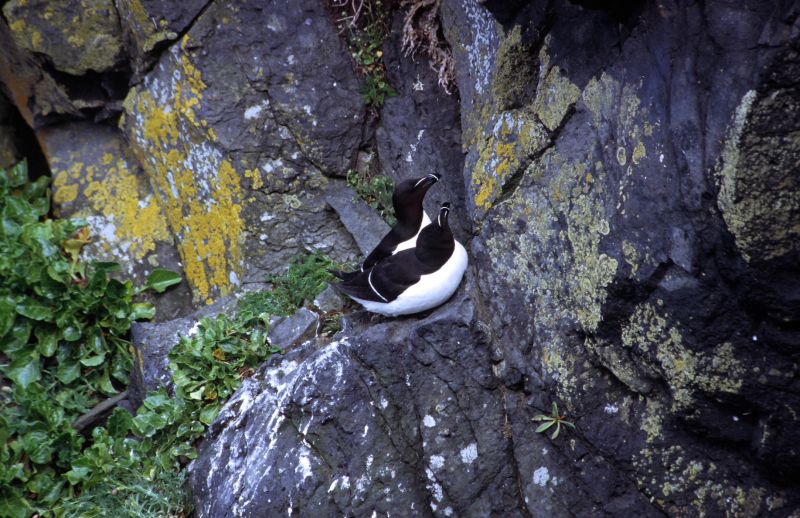 Carrick a Rade Island 05/2006
