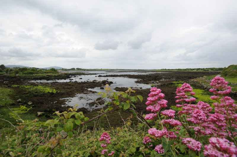 Kinvara, Dunguaire Castle, 06.2009