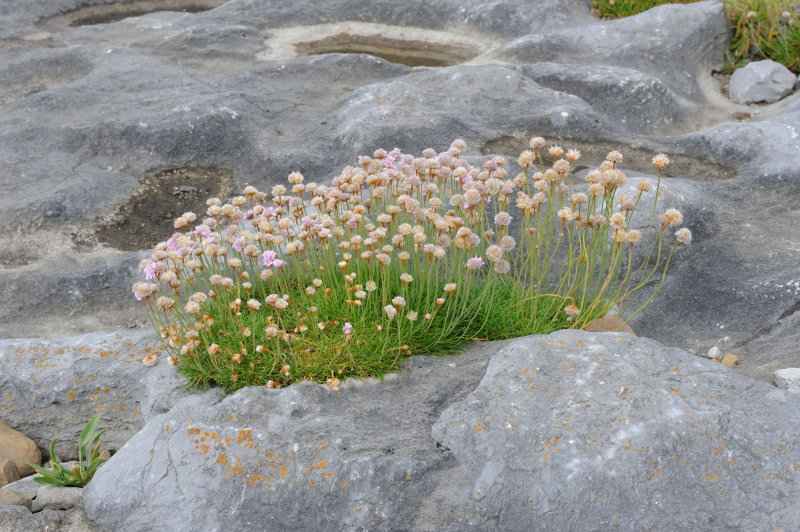 Burren, 06.2009