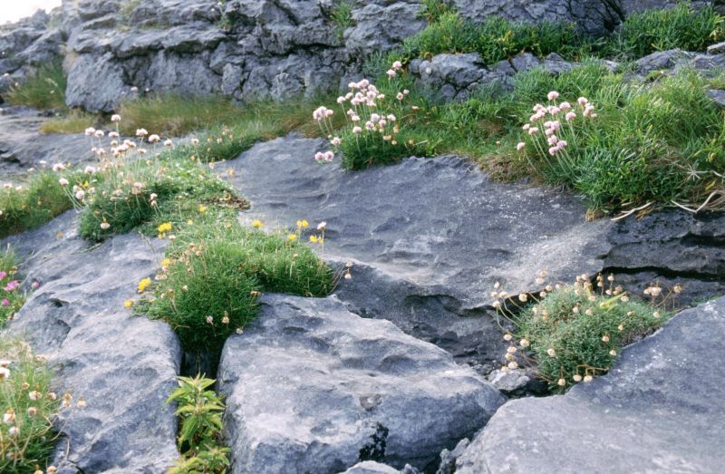 The Burren 06/2003