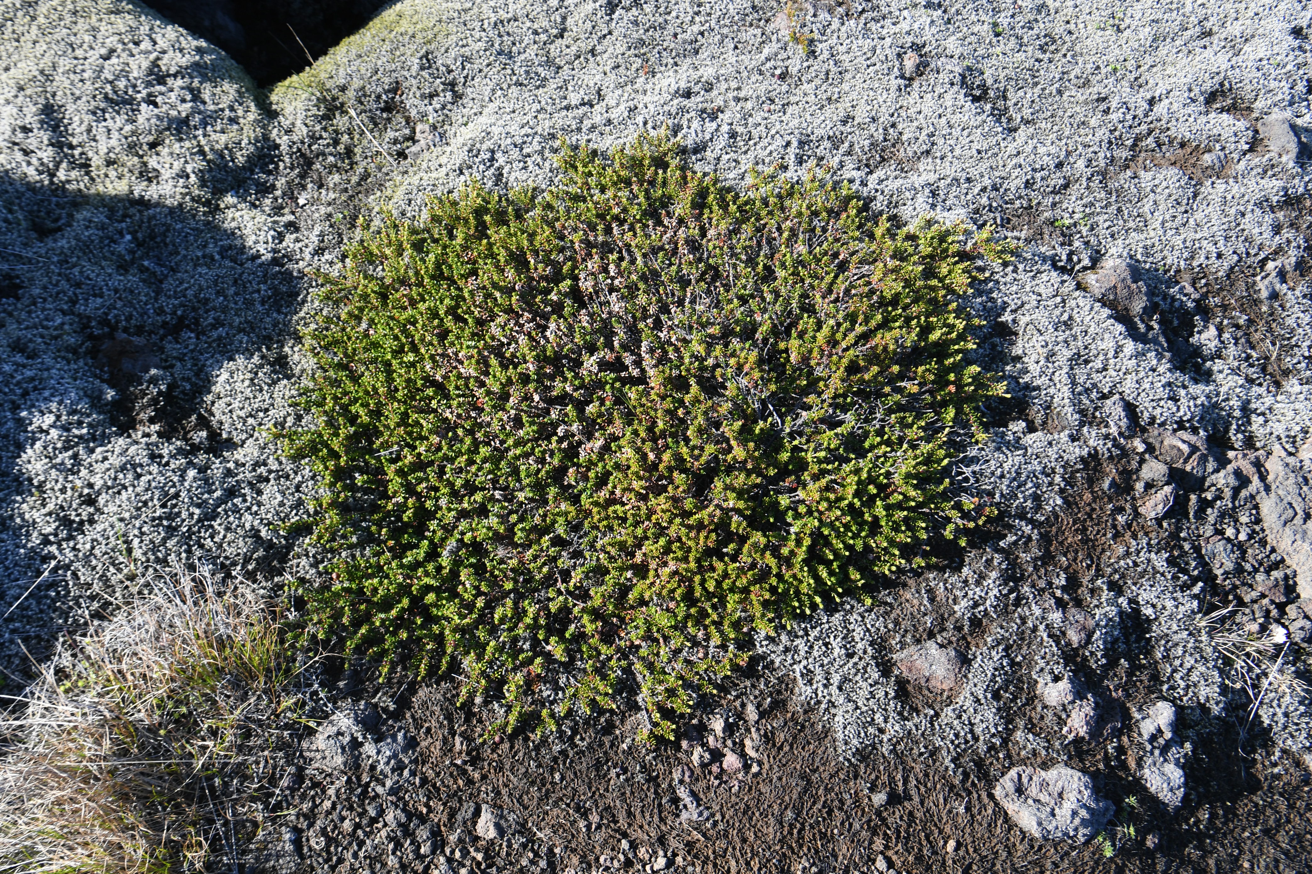 Mossy Lava Fields