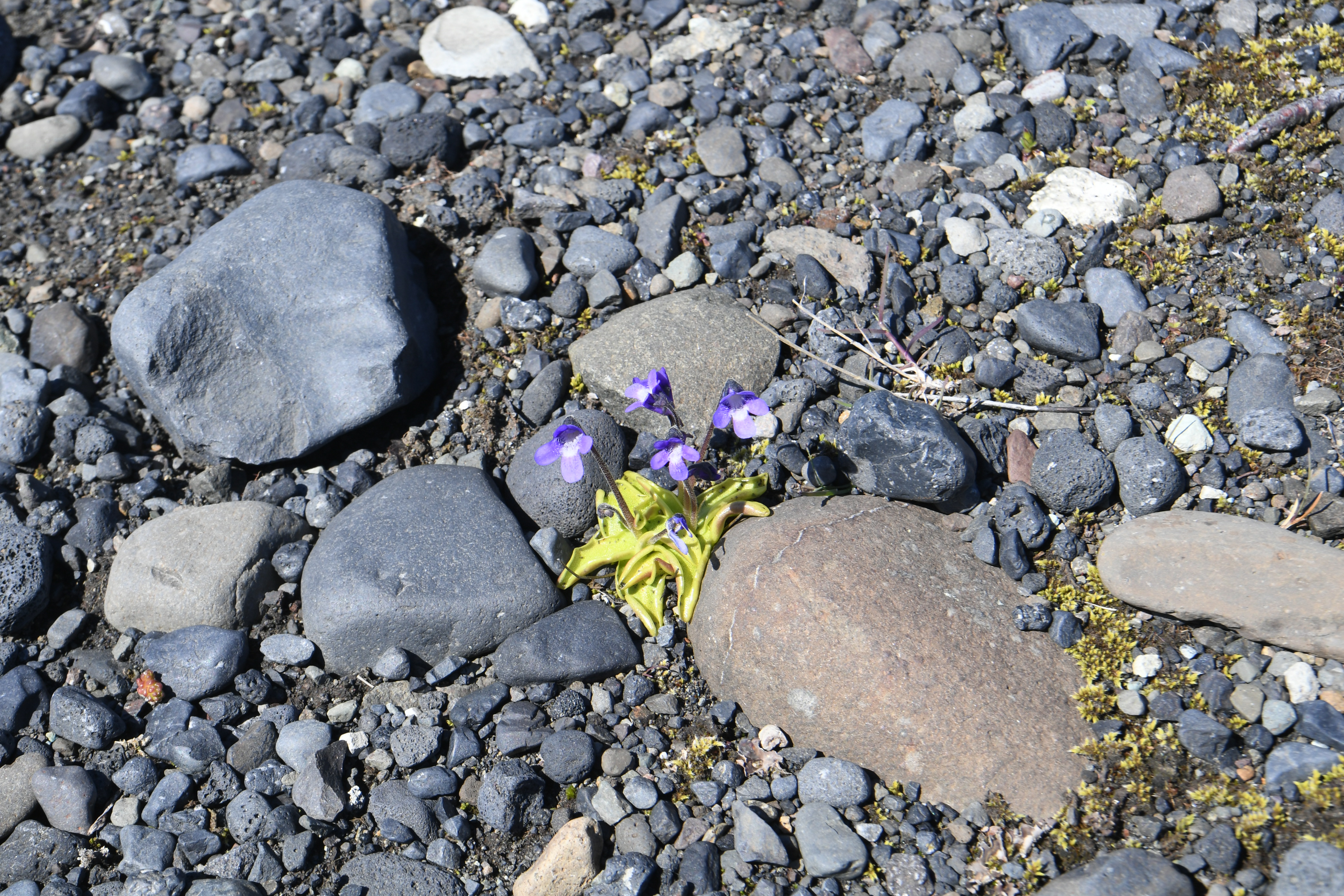 Skaftafellsjokull