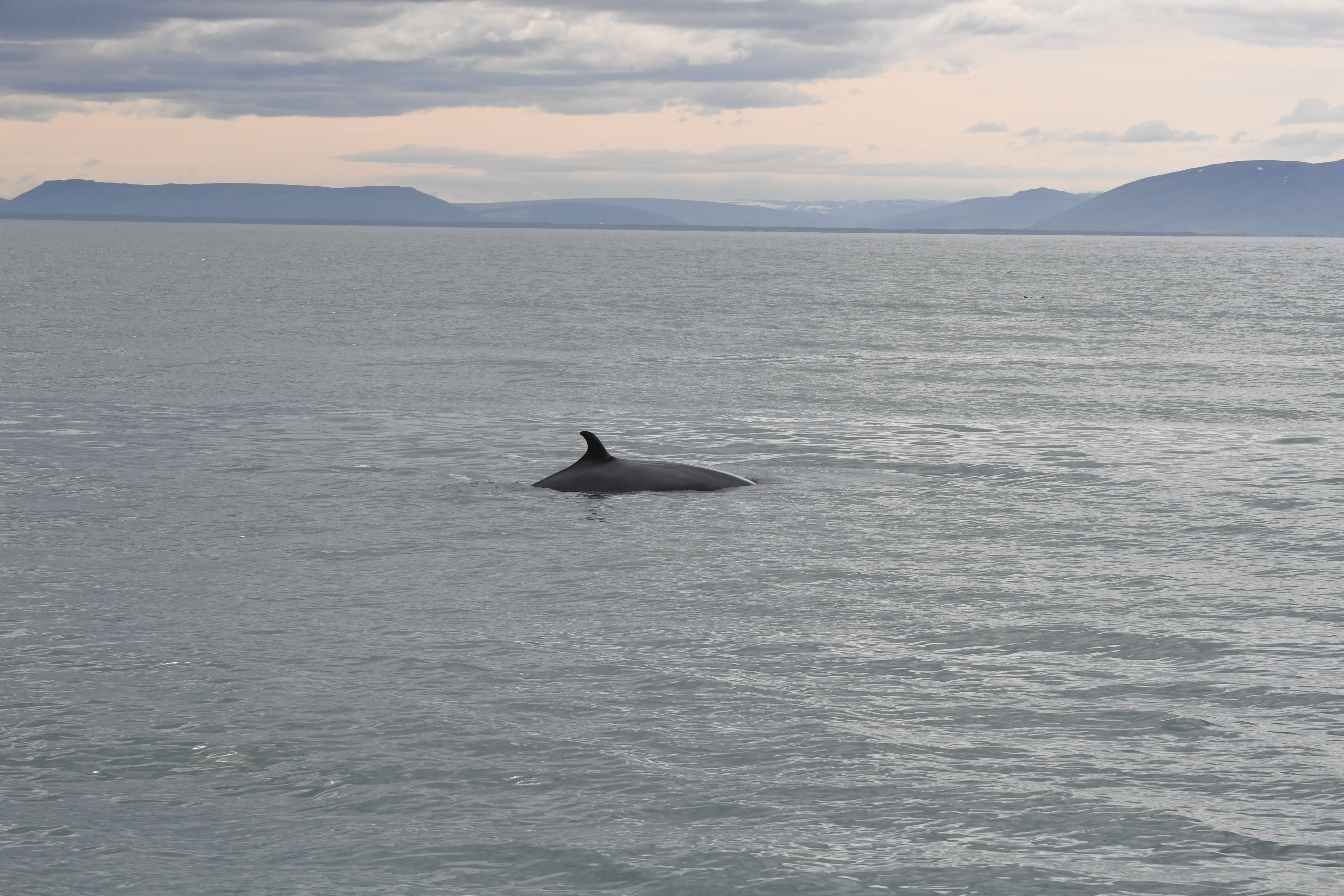 Husavik