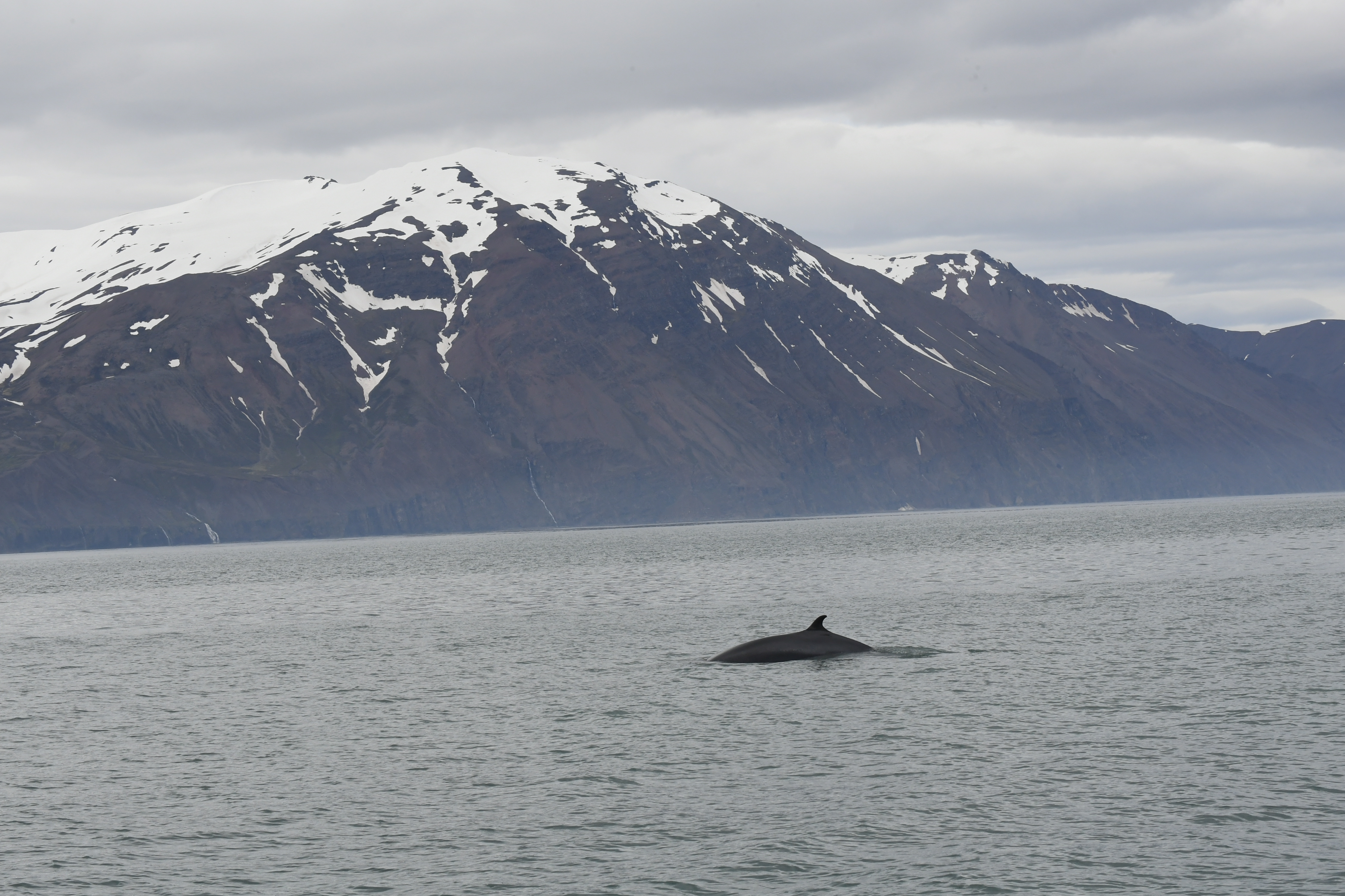 Husavik