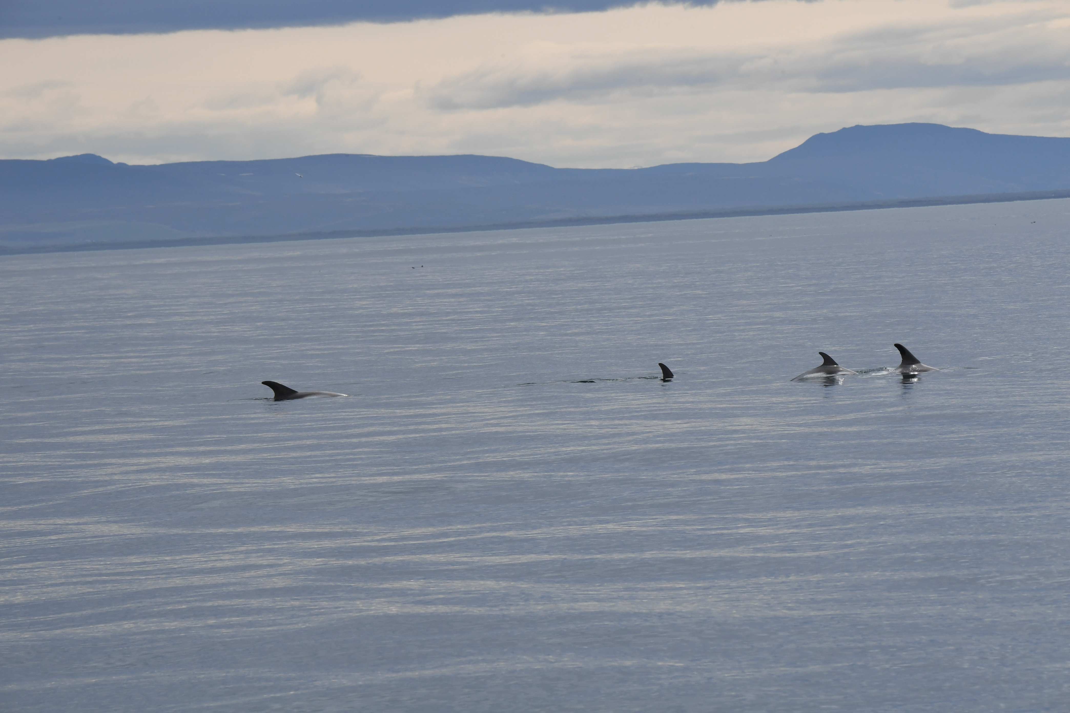 Husavik