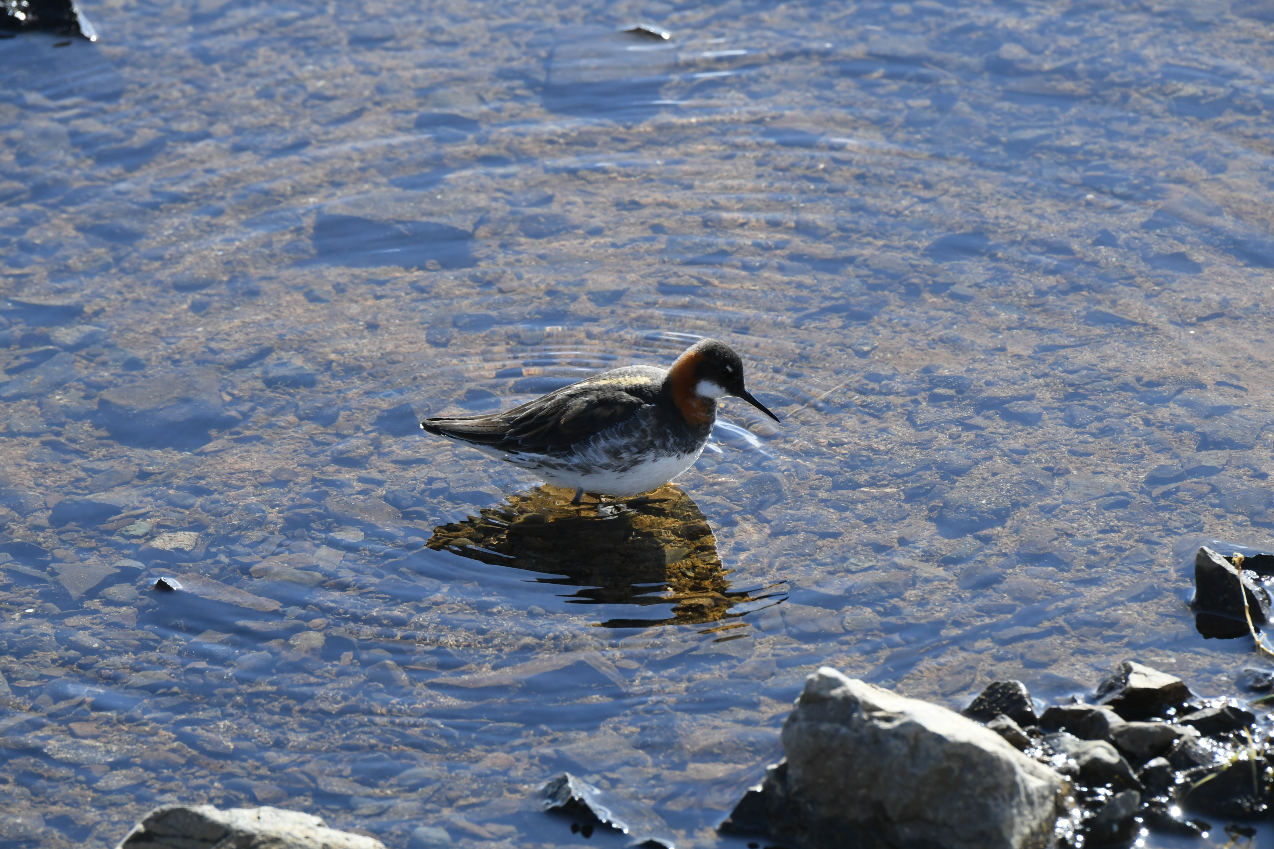 N&auml;he Langaholt Guesthouse, Route 54