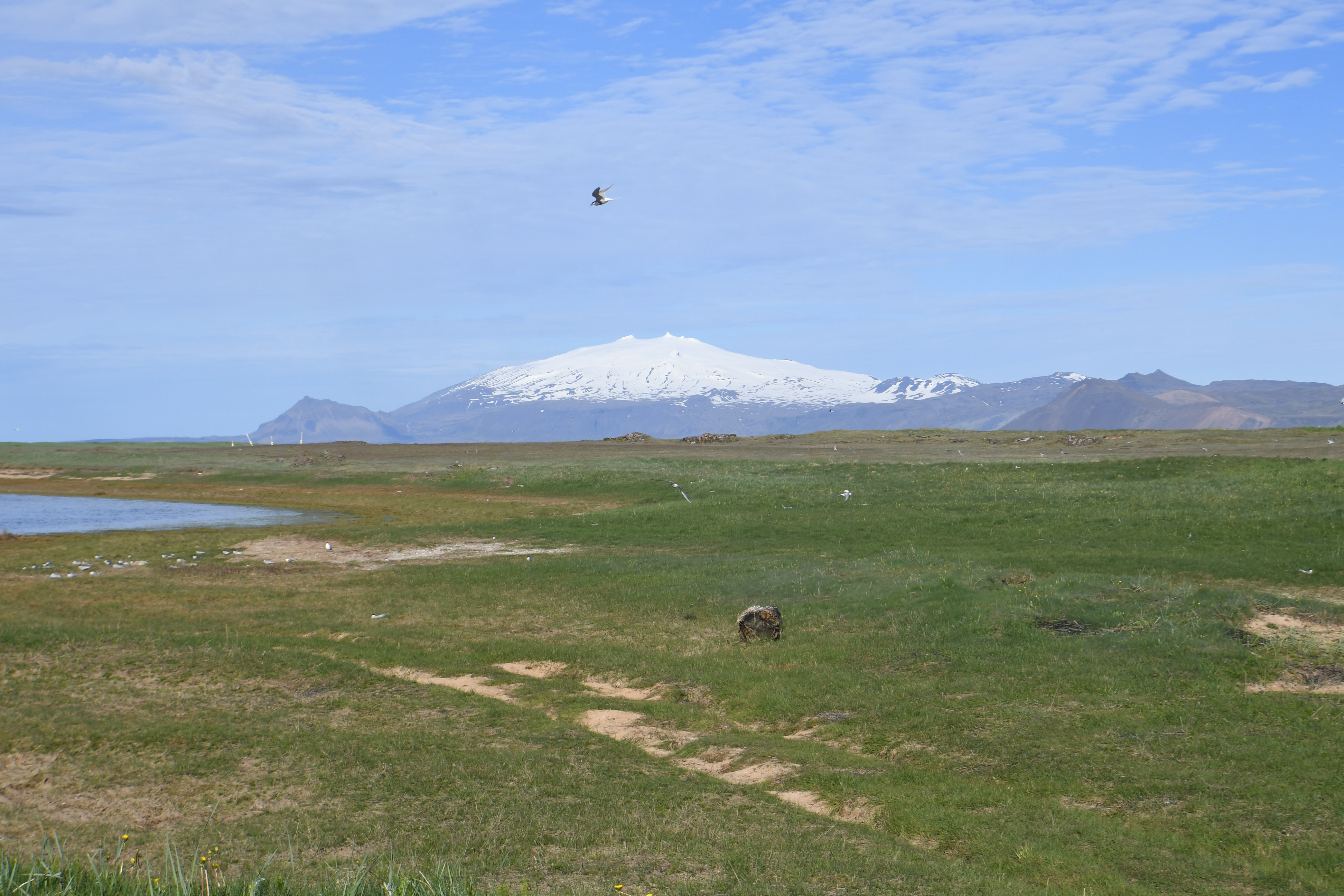Snaefellsjokull, n&auml;he Langaholt Guesthouse, Route 54
