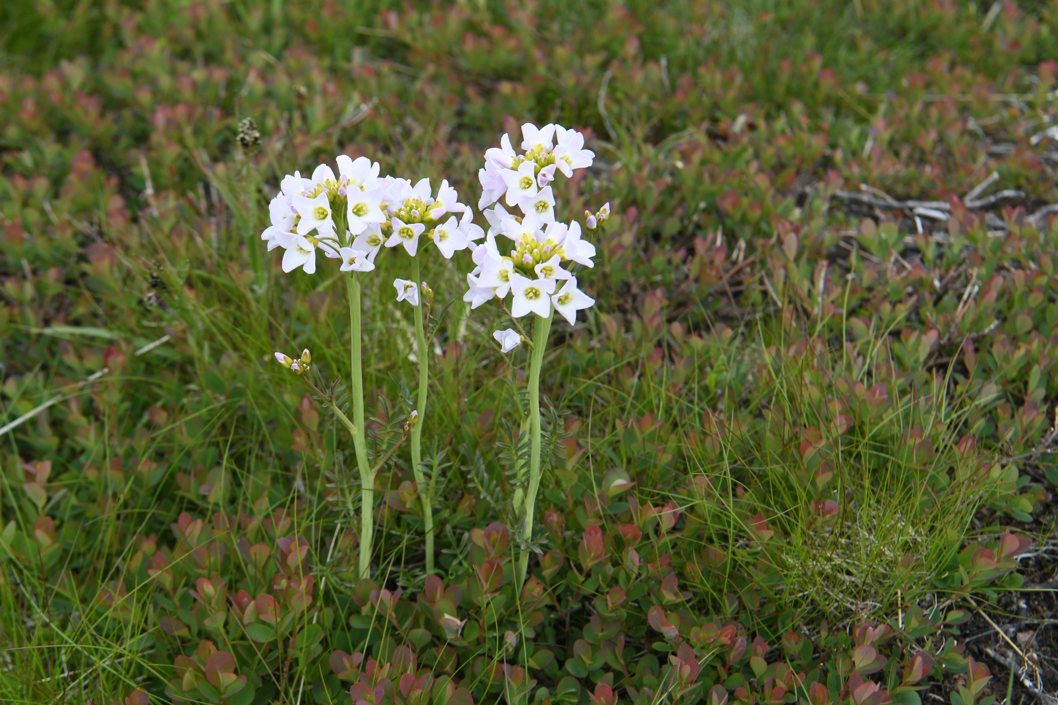 Djupalonssandur