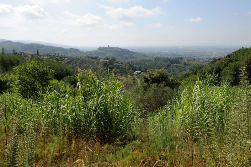 Monsummano Alto, 07.2012