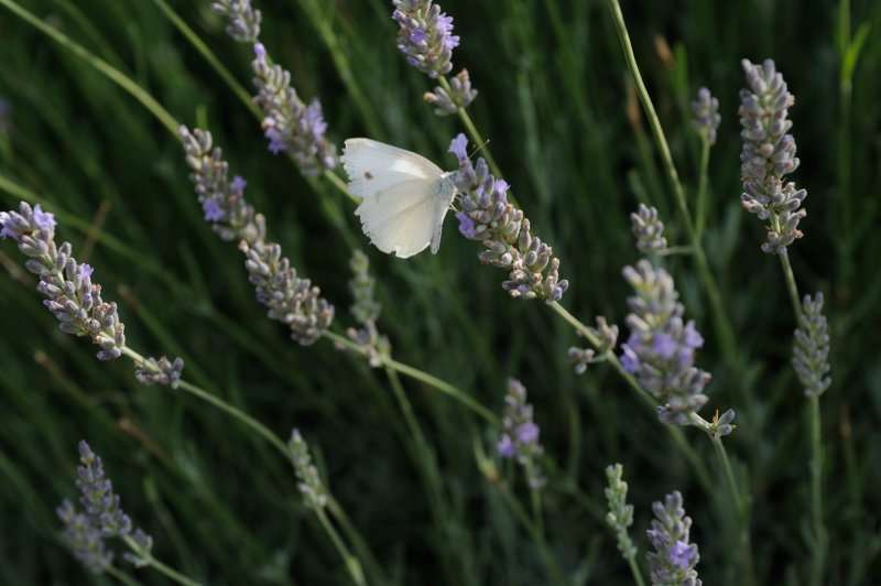 Artimino, 07.2012